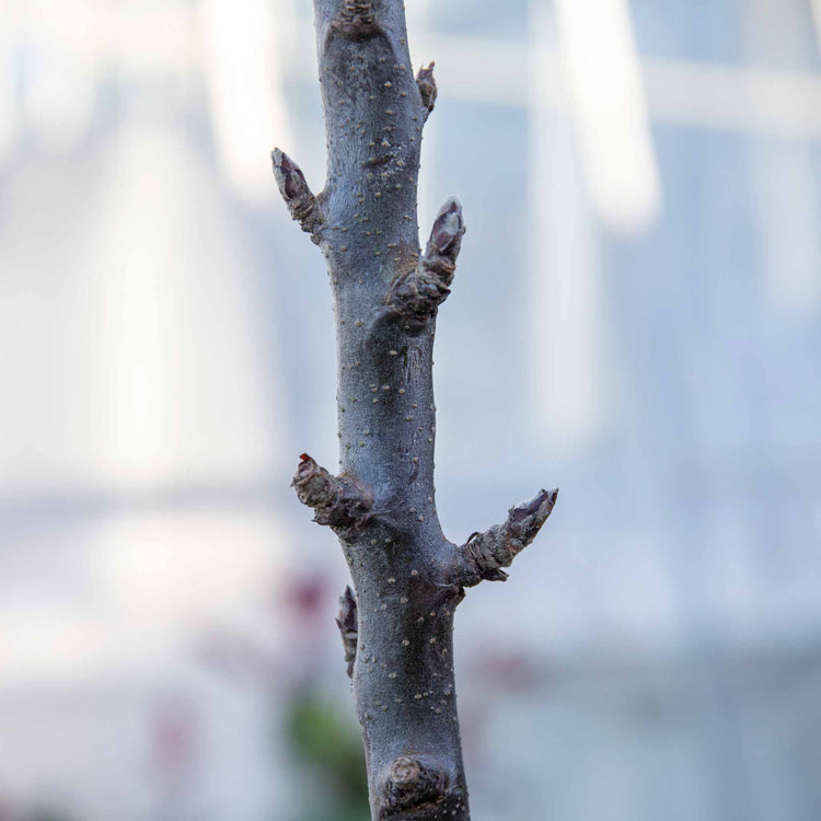 Apple Tree 'Green Sensation'