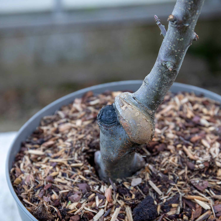 Apple Tree 'Green Sensation'