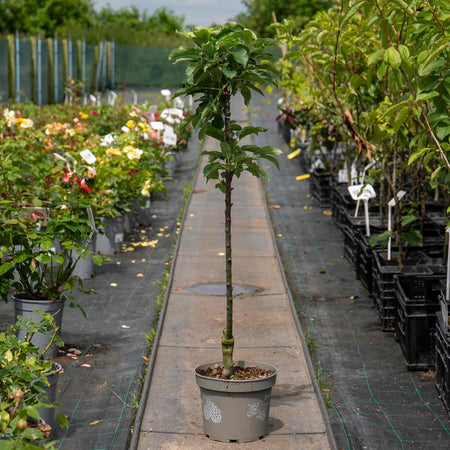 Apple Tree 'Mcintosh'
