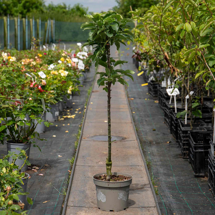 Apple Tree 'Mcintosh'