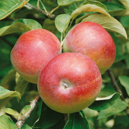 Apple Tree 'Mcintosh'