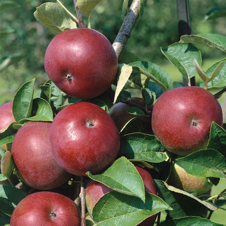 Apple Tree 'Mcintosh'