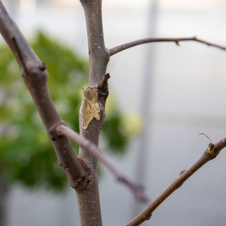 Pear Tree 'Doyenne du Comice'