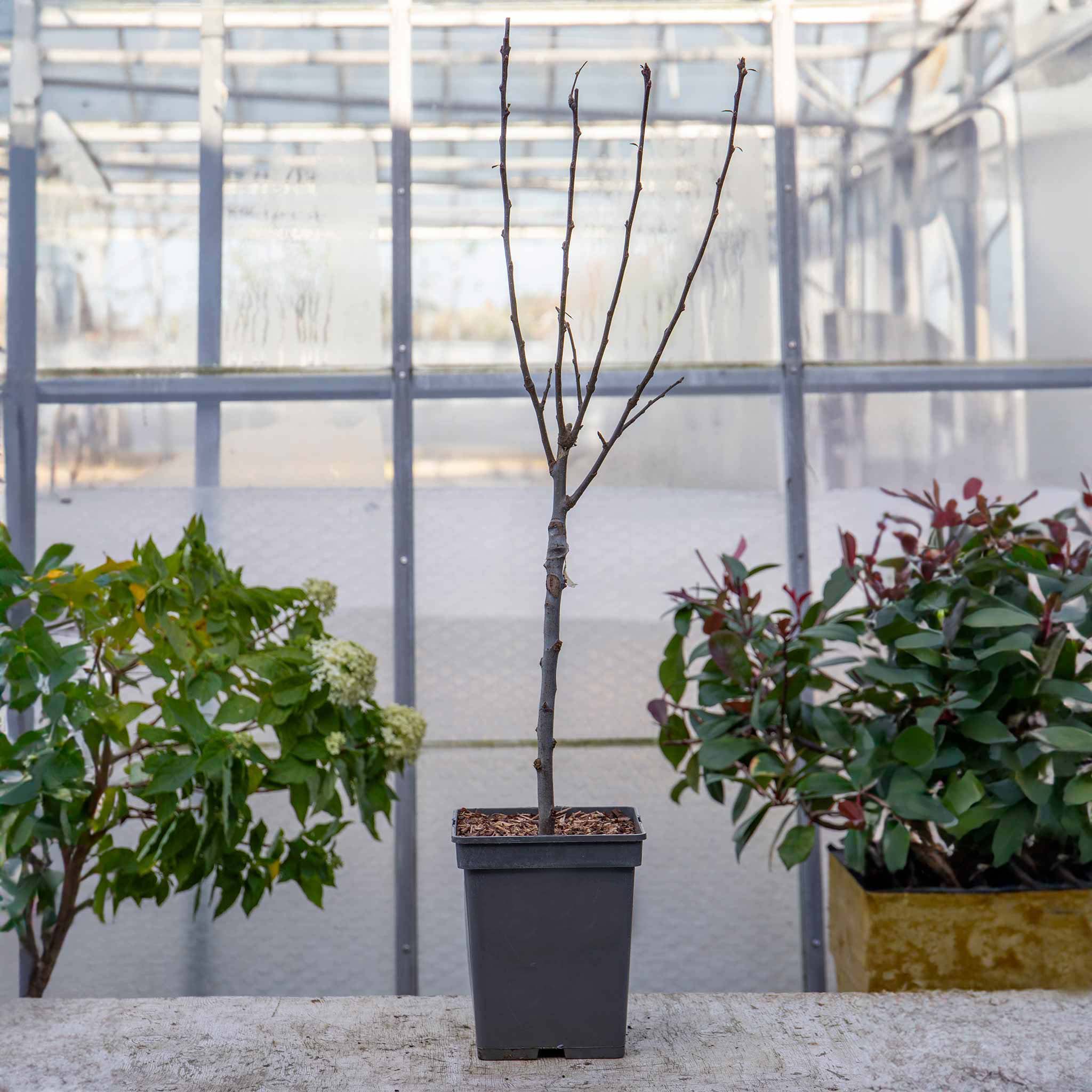 Patio Crab Apple Tree (Dwarf) Malus 'Red Sentinel' 5L Buy Crab