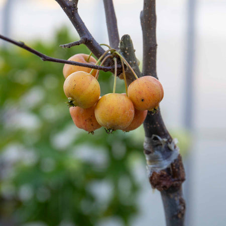 Patio Crab Apple Tree (Dwarf) Malus 'Red Sentinel' - 5L