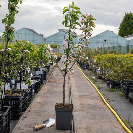 Crab Apple Tree Malus x Floribunda