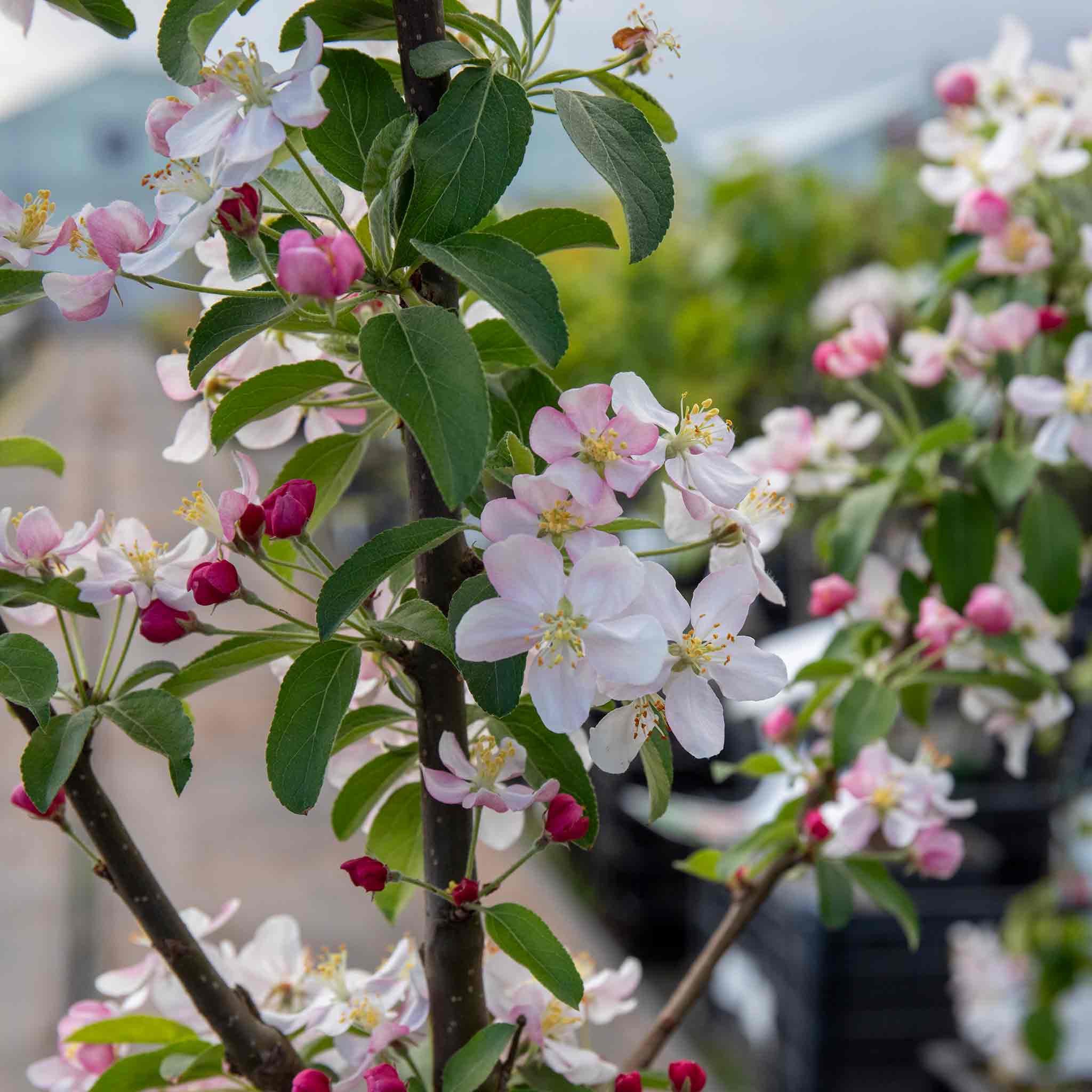 Crab Apple Tree Malus x Floribunda | Marshalls Garden