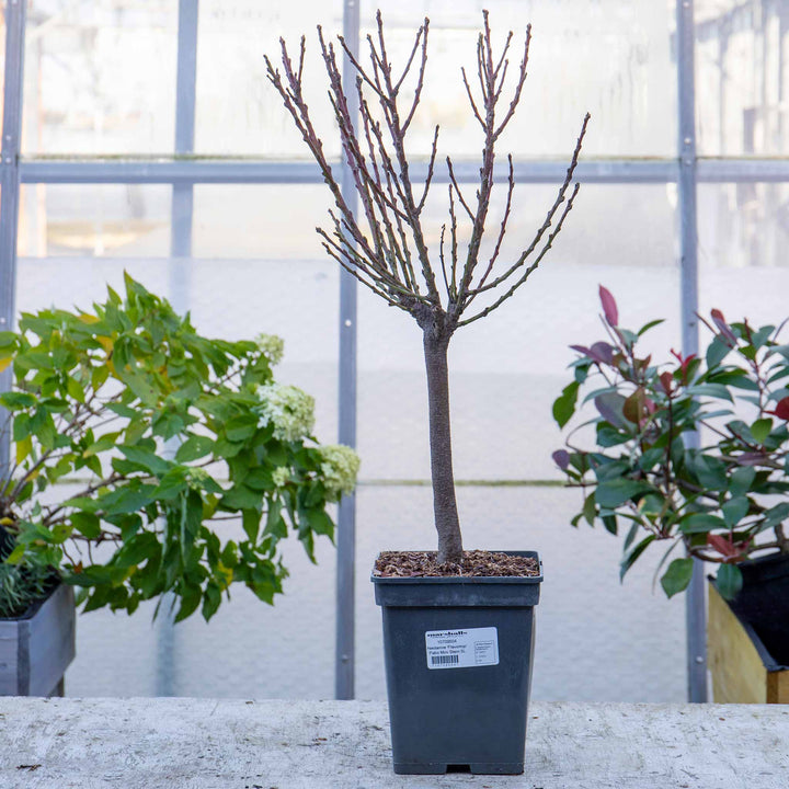 Patio Crab Apple Tree (Dwarf) Malus 'Liset' 5L Buy Crab Apple Trees