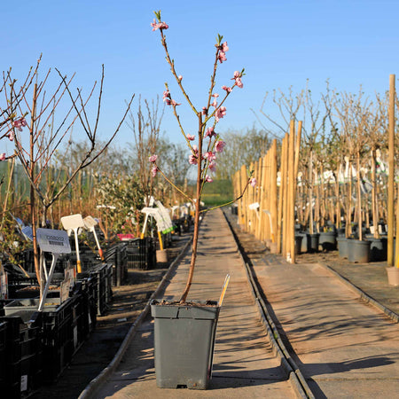 Peach 'Suncrest'