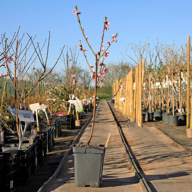 Peach 'Suncrest'