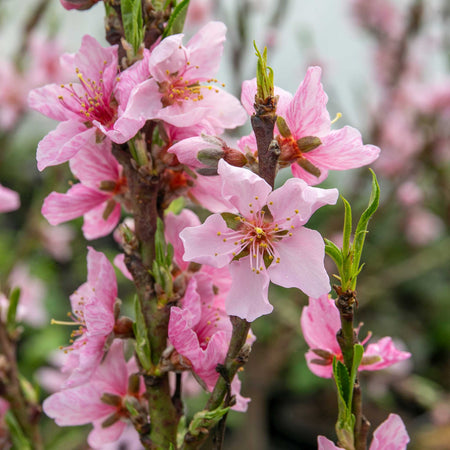Peach 'Suncrest'