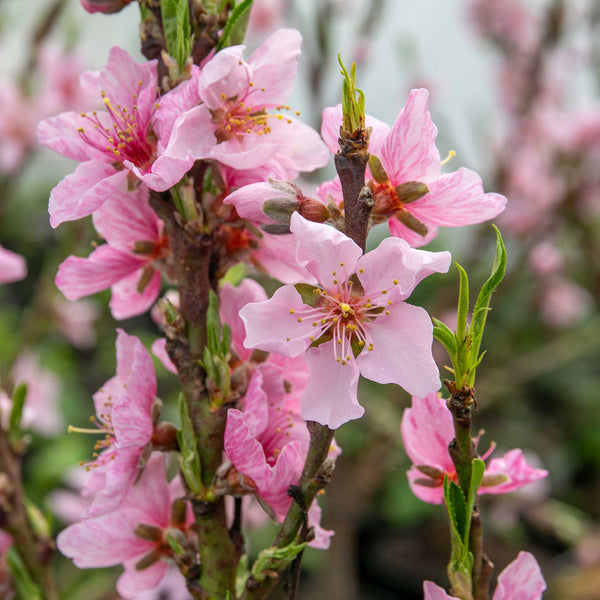 Peach Tree 'Sunset'