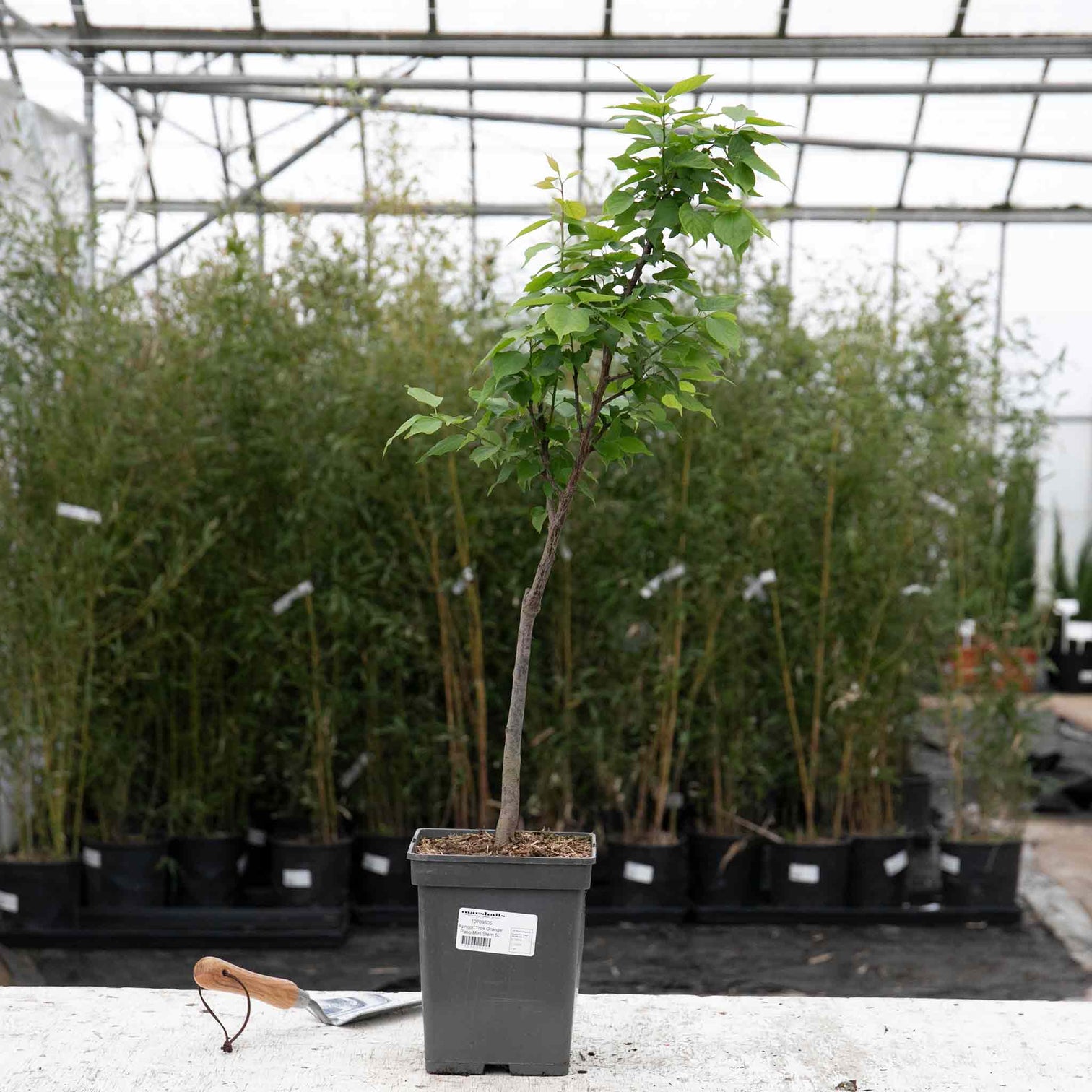 Apricot Patio 'Tros Orange' 5L Tree Buy Apricot Trees Online Apricot Trees for Sale