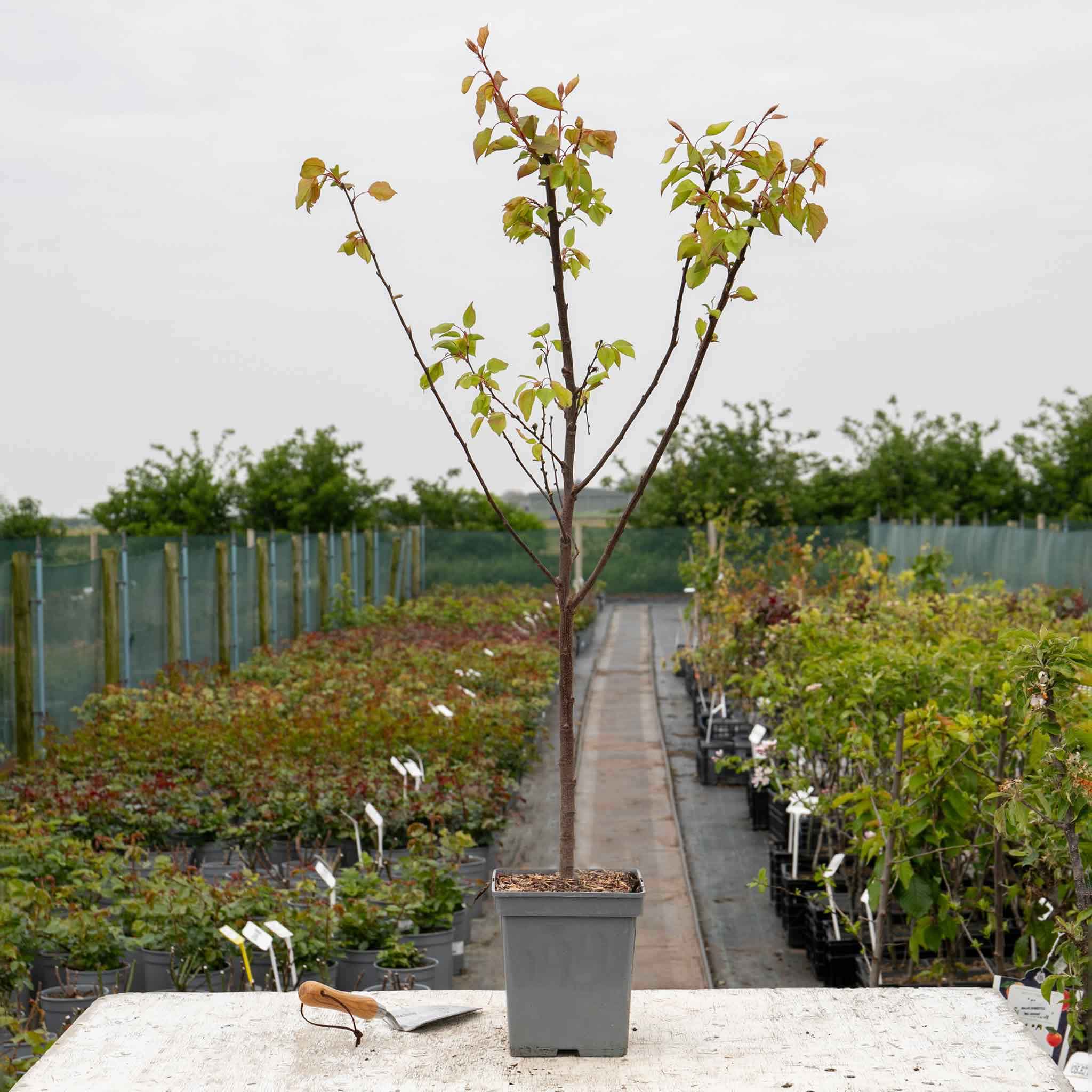 Apricot Patio 'Tros Orange' 5L Tree Buy Apricot Trees Online Apricot Trees for Sale