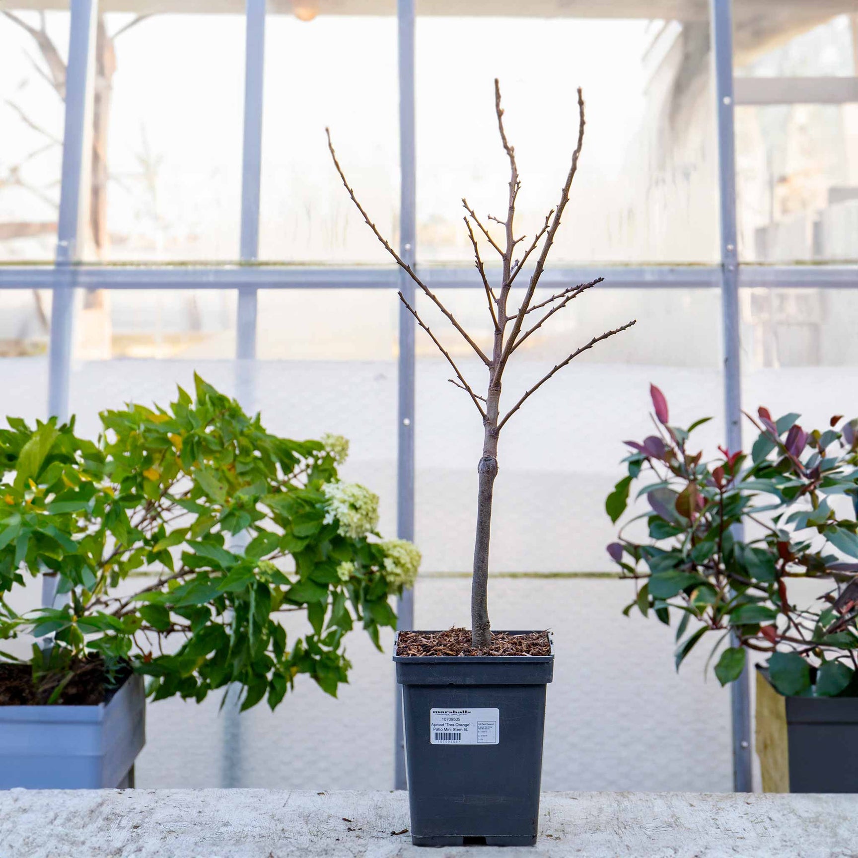 Apricot Patio 'Tros Orange' 5L Tree Buy Apricot Trees Online Apricot Trees for Sale