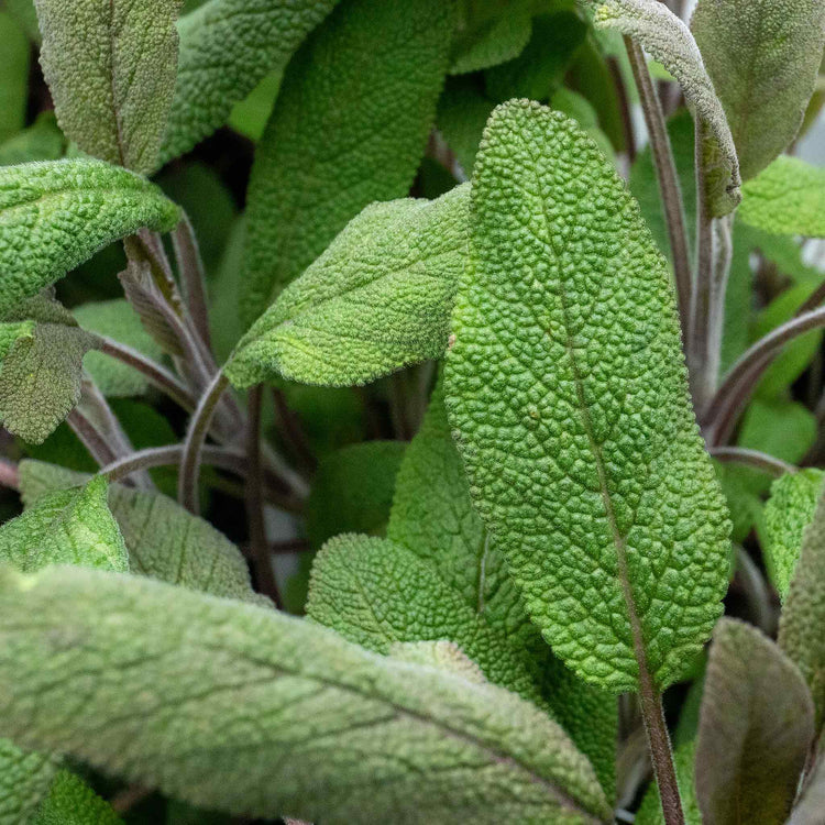 Sage Plant 'Salvia Officianalis'