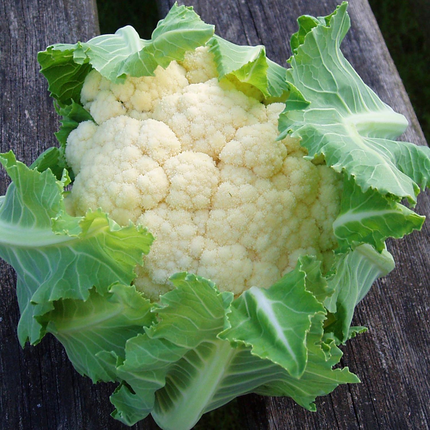 Cauliflower Plant 'Maybach' | Marshalls Garden