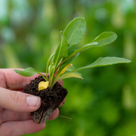 Spinach Plant 'Perpetual'