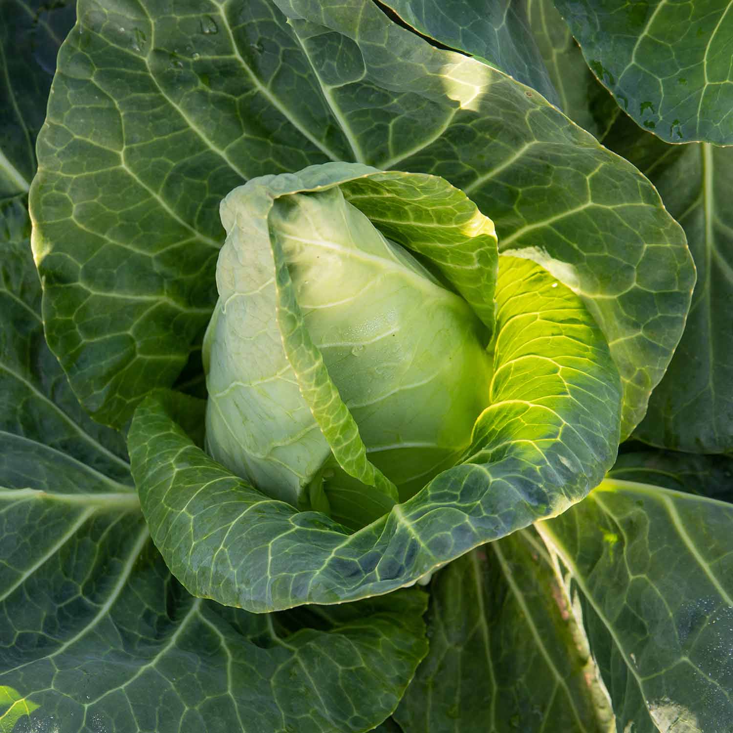 Spring Canbage Spring Cabbage Plant 'Duchy' | Marshalls Garden