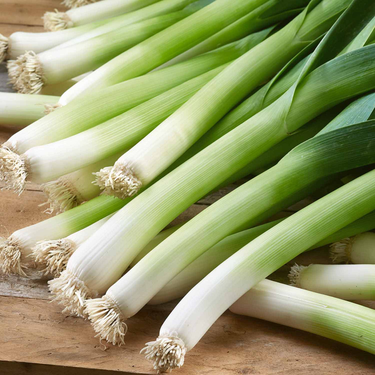 Leek 'Jolant' 12 Garden Ready Plants Buy Leek Plants Online Leek