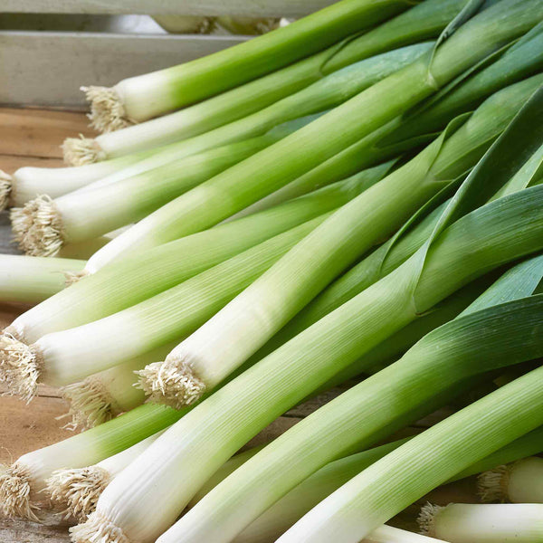 Leek Plant 'Jolant'