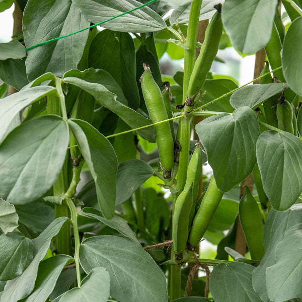 Broad Bean Plant 'Crimson'