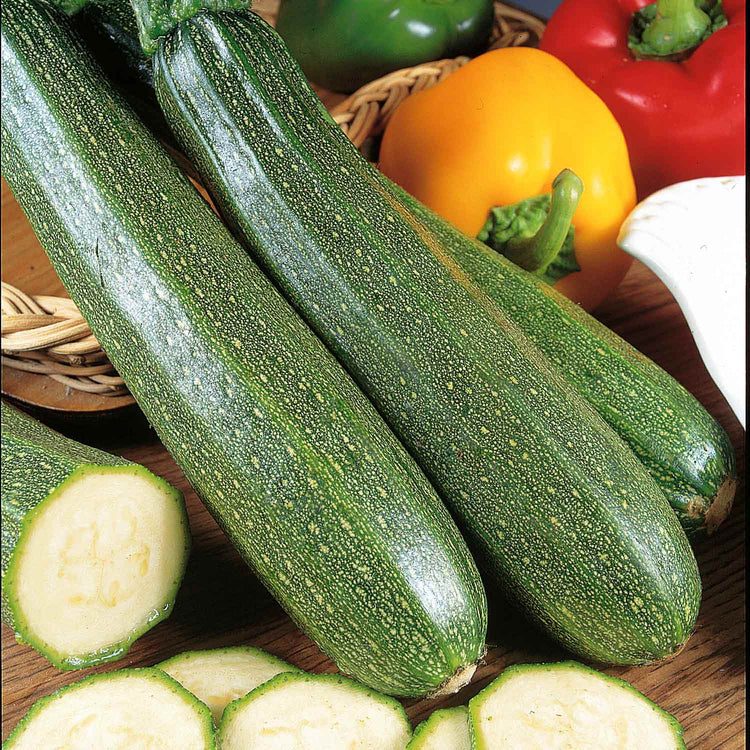 Courgette Plant 'Zucchini'