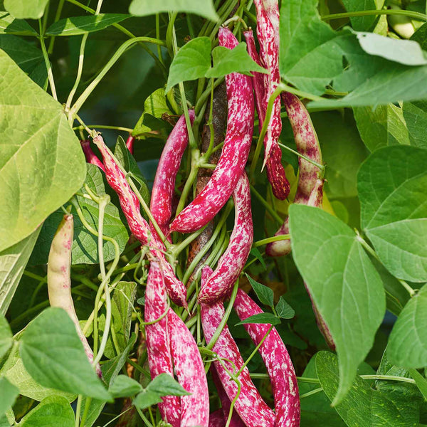 French Bean Plant 'Dwarf Borlotti Bean Coloured'