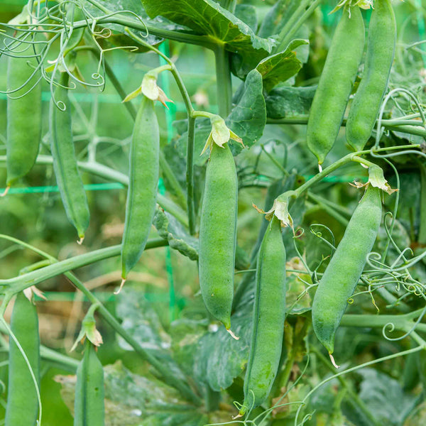 Pea Plant 'Ruselargo'