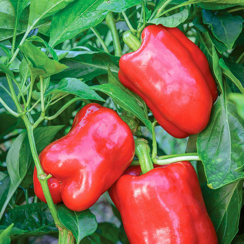 Sweet Pepper Plant 'Bellrouge'