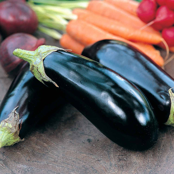 Aubergine Plant 'Moneymaker'