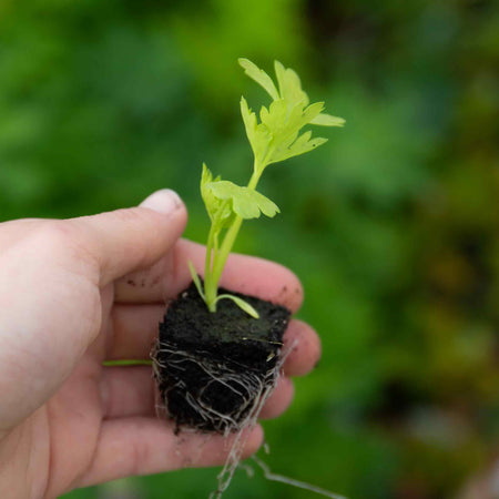 Celery Plant 'Loretta'