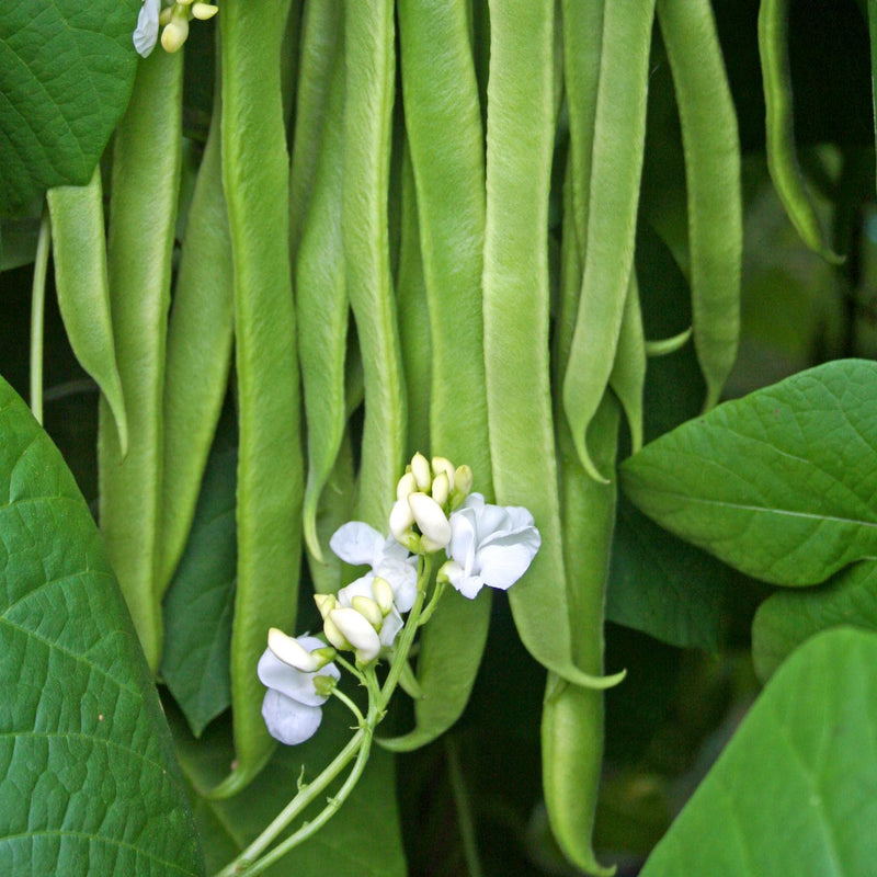 Runner Bean Plant 'Stardust'