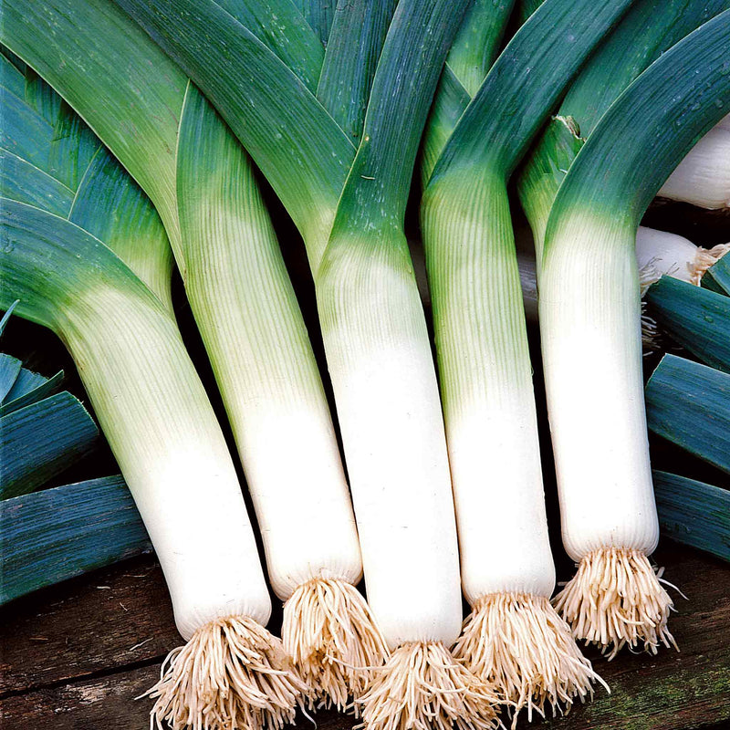 Leek Plant 'Krypton'