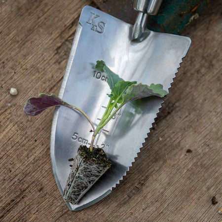 Brassica Plants 'Club Root Resistant Collection'