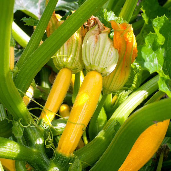 Courgette Seeds 'Lemona' F1