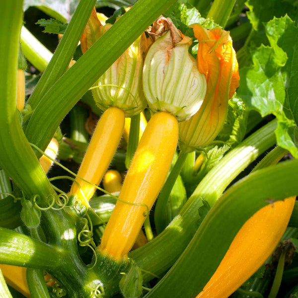 Courgette Plant 'Lemona'