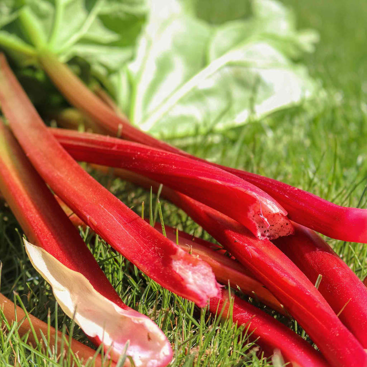 Rhubarb Plant Collection