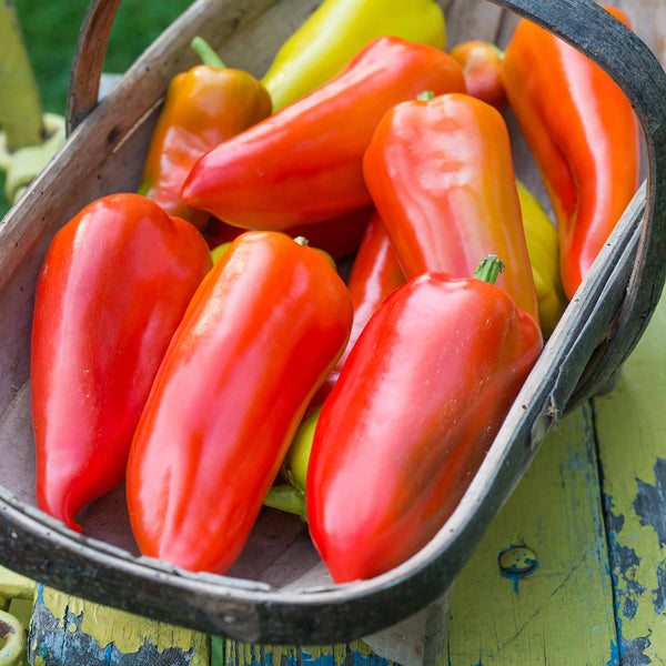 Sweet Pepper Plant Hungarian Stuffing 'Draky'