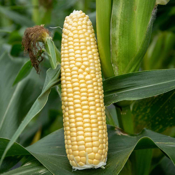 Sweetcorn Plant 'Conquerer'