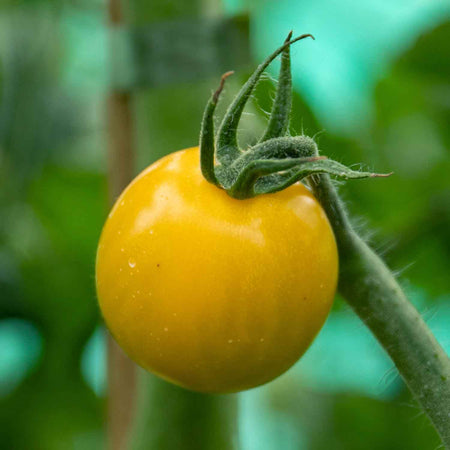 Tomato Seeds 'Yellow Mimi' F1