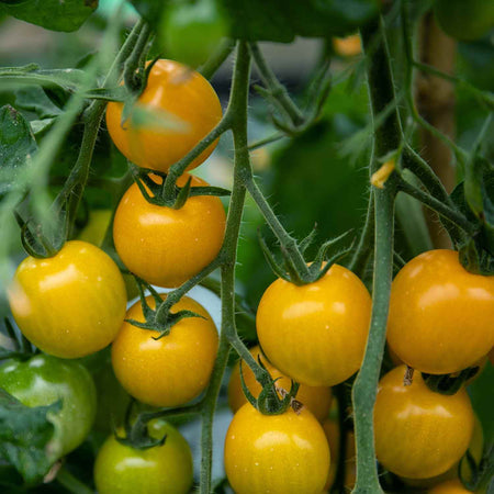 Tomato Seeds 'Yellow Mimi' F1