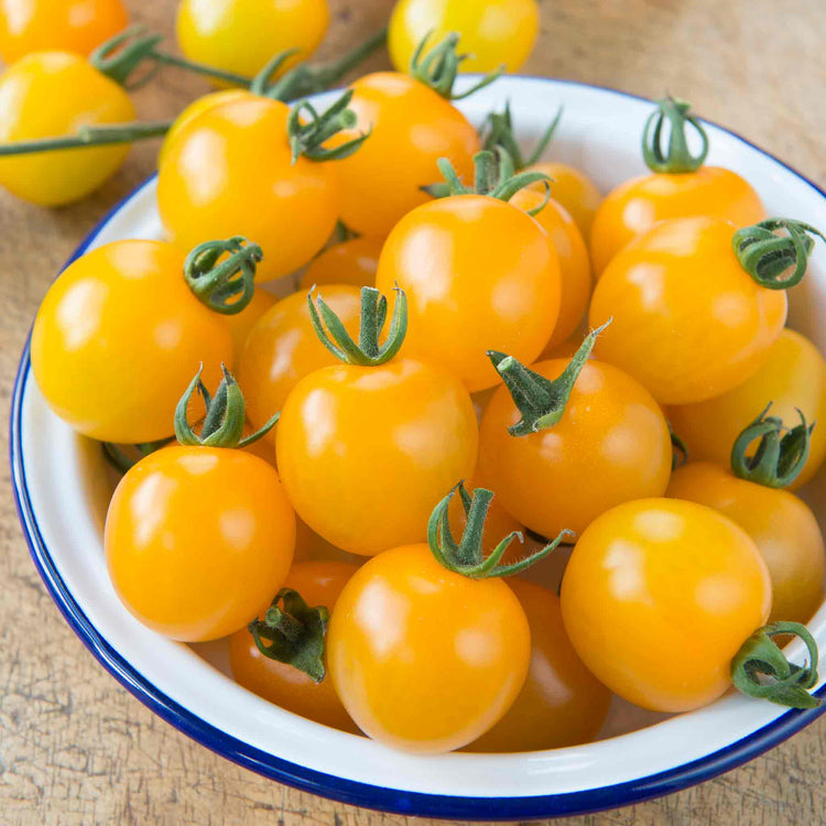 Cordon Tomato Plant 'Yellow Mimi'