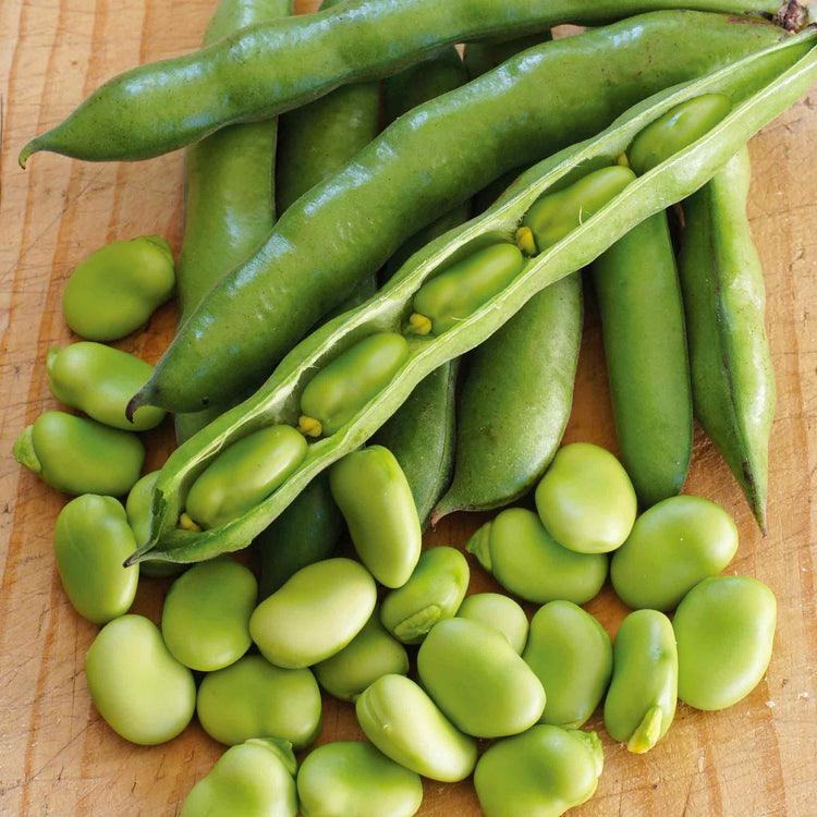 Broad Bean Plant 'Robin Hood'