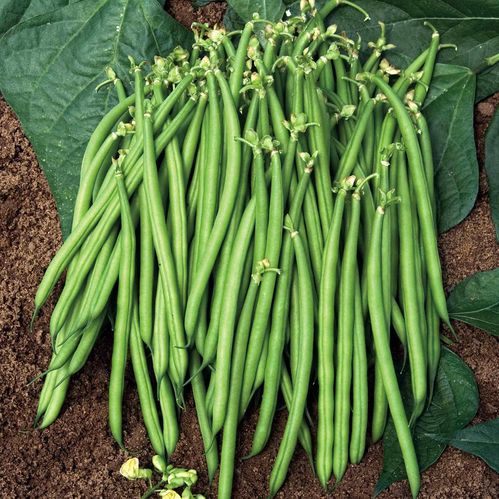 French Bean Plant Dwarf Satelit Marshalls Garden French Bean Plant Dwarf Satelit Marshalls Garden