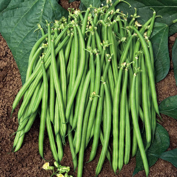 French Bean Plant 'Dwarf Satelit'