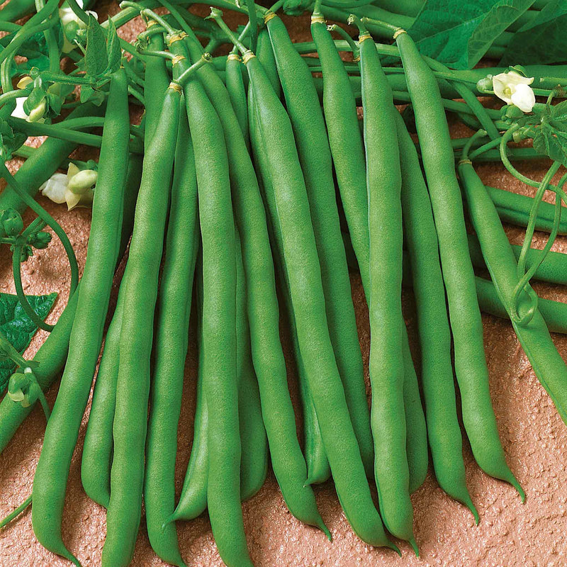 French Bean Plant 'Climbing Blue Lake'