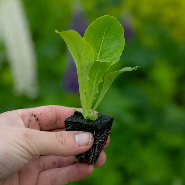 Lettuce Plant 'Red Gem Amaze'