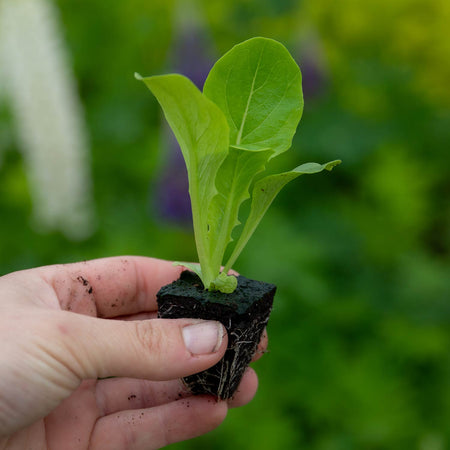 Lettuce Plant 'Cosmic' Cut and Come Again