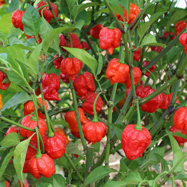 Chilli Plant Collection 'Firehouse'